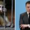 Microchip nel cervello: sono tutte morte le scimmie vittime della sperimentazione di Elon Musk